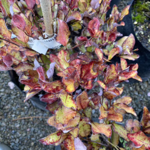 Pseudowintera colorata 'Red Hot' (Horopito) foliage.