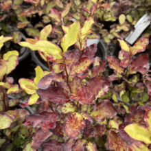 Pseudowintera colorata 'Red Leopard' (Horopito) yellow leaves at Leafland.