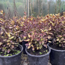 Pseudowintera colorata 'Red Leopard' (Horopito) plants at Leafland.