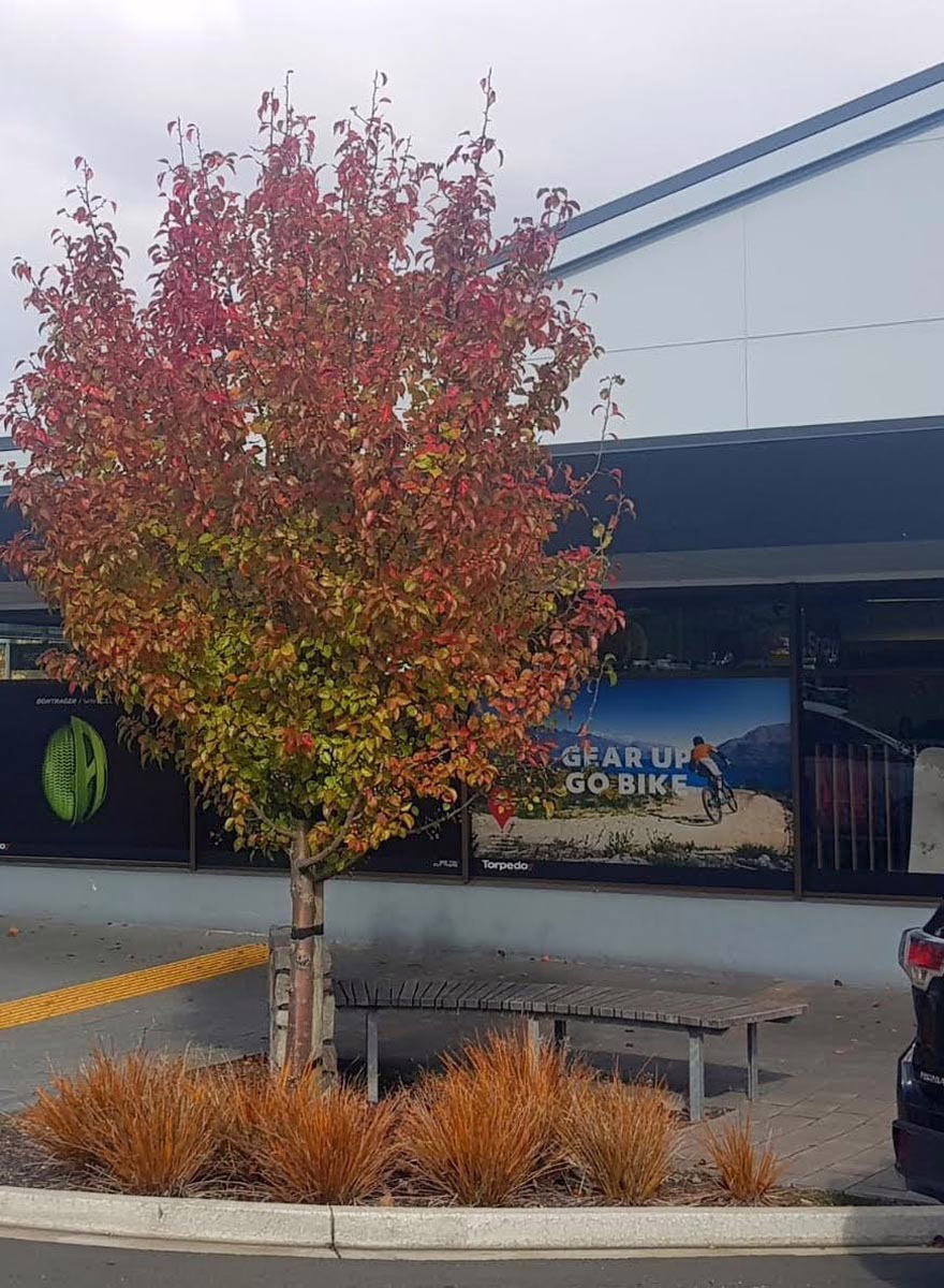 Pyrus calleryana 'Candelabra' 3 Pyrus calleryana 'Candelabra' Autumn Colour