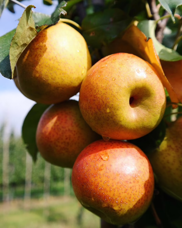 Pear 'Reddy Robin'