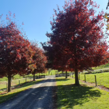 Quercus coccinea (Scarlet Oak) as a driveway tree.