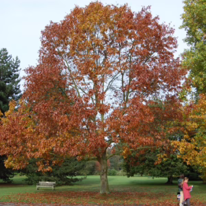 Quercus ellipsoidalis