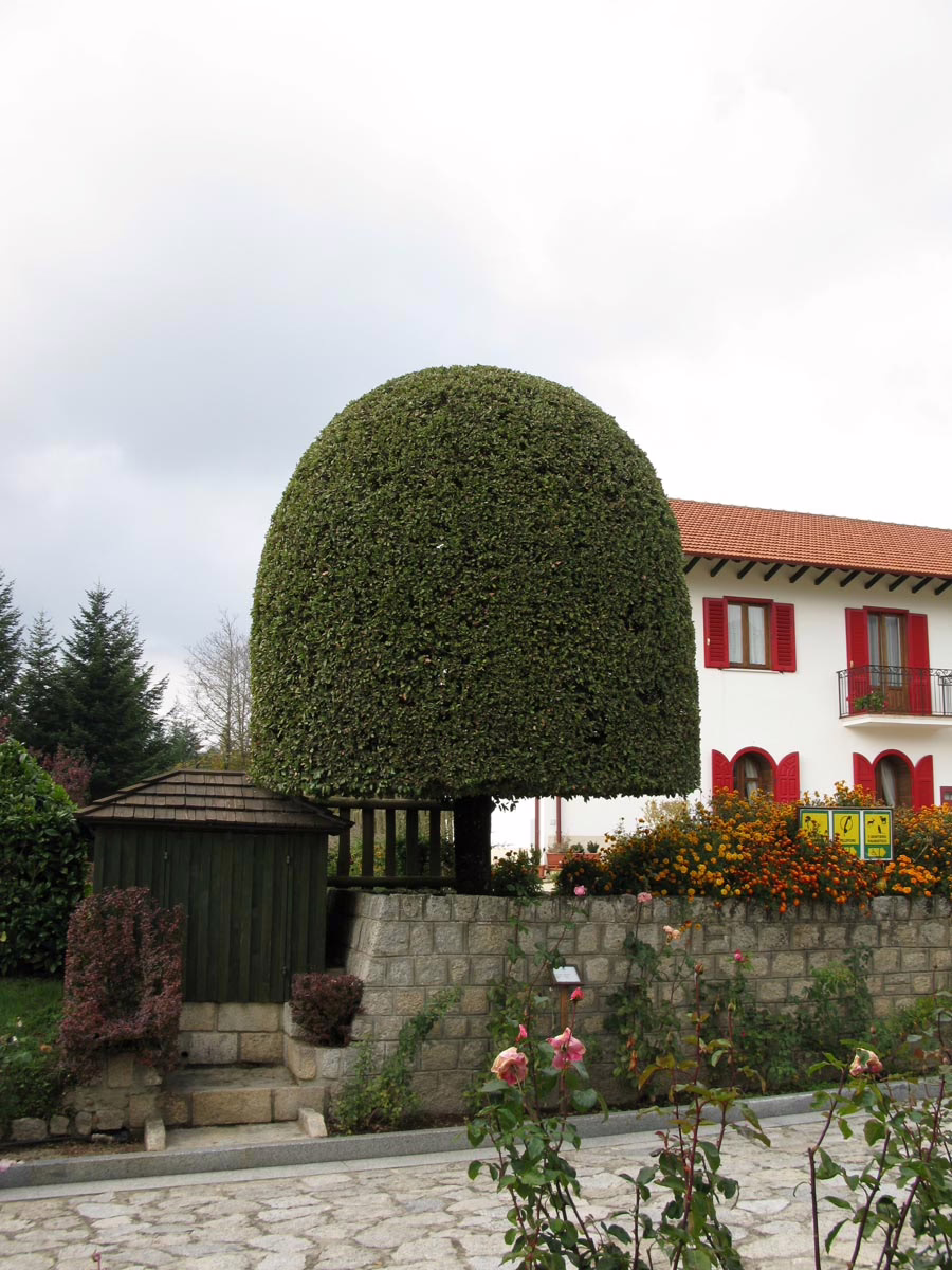 Quercus ilex 7 Quercus ilex - Image 7