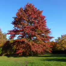 Quercus palustris (Pin Oak)
