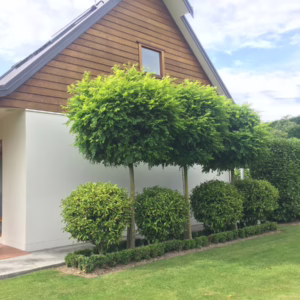 Robinia pseudoacacia 'Umbraculifera'