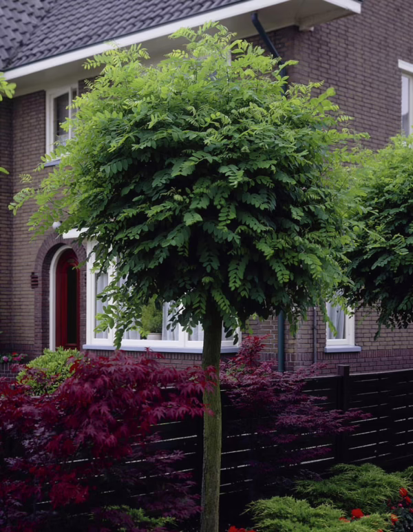 Robinia pseudoacacia 'Umbraculifera' - Image 4