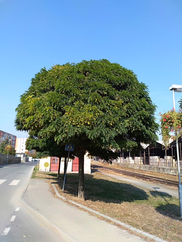 Robinia pseudoacacia 'Umbraculifera' - Image 5