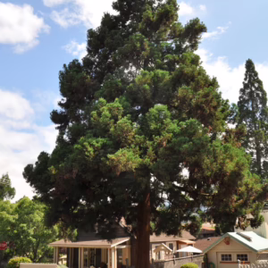 Sequoia sempervirens