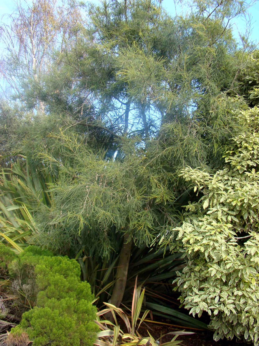 Sophora longicarinata 1 Sophora longicarinata (Limestone Kowhai) large tree.