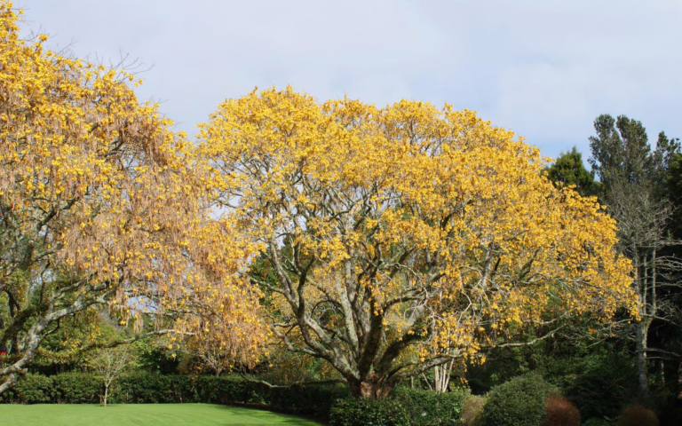 Sophora Microphylla (Kowhai)