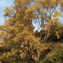 Sophora tetraptera (Kowhai)