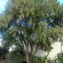 Sophora tetraptera (Kowhai)