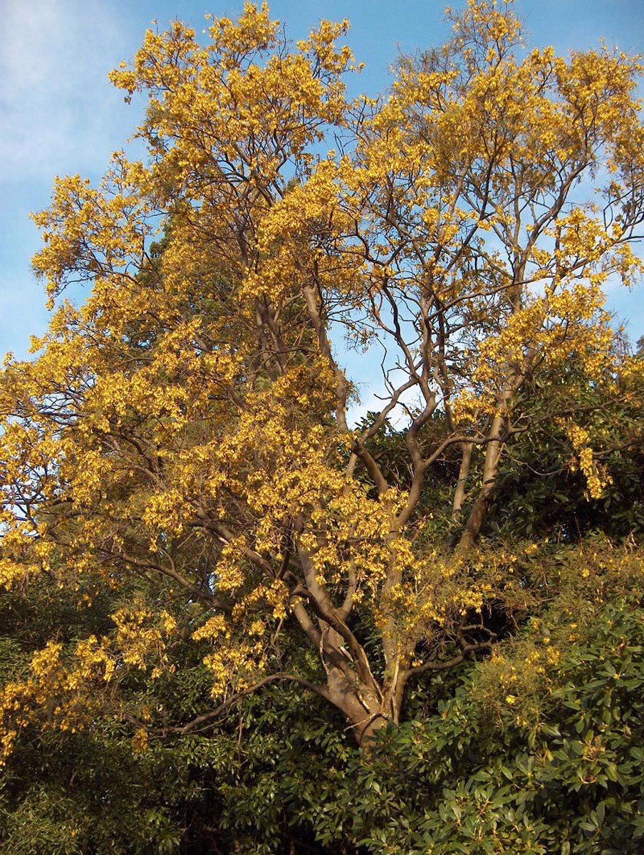 Sophora tetraptera 1 Sophora tetraptera (Kowhai)
