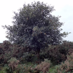 Sorbus devonensis