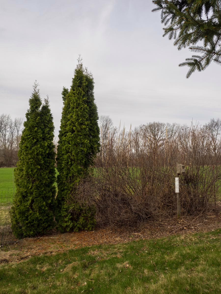 Thuja occidentalis 'Pyramidalis' 3 Thuja occidentalis 'Pyramidalis' (Northern White Cedar)