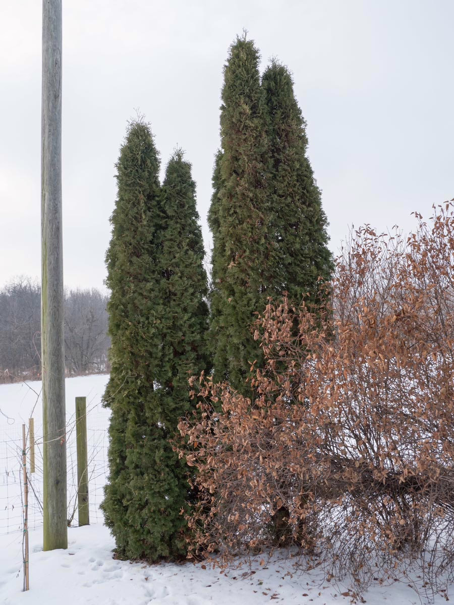 Thuja occidentalis 'Pyramidalis' 7 Thuja occidentalis 'Pyramidalis' - Image 7
