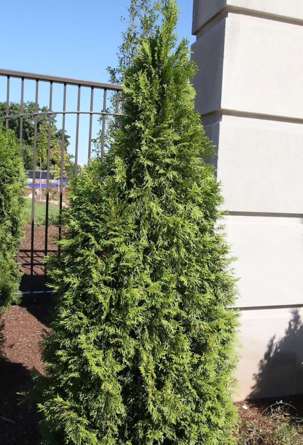 Thuja occidentalis ‘Smaragd’ (Northern White Cedar)