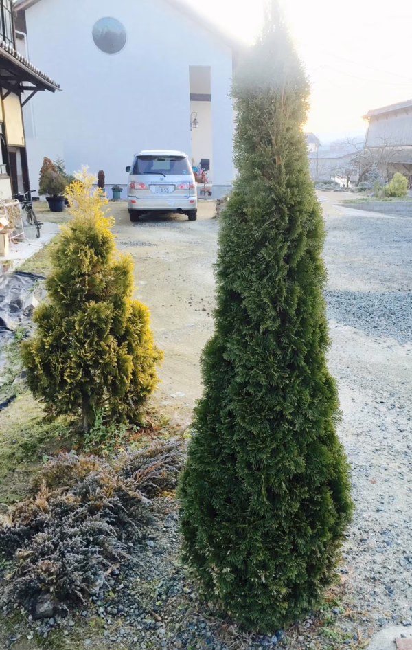 Thuja occidentalis ‘Smaragd’ (Northern White Cedar)