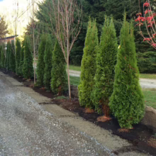 Thuja occidentalis ‘Smaragd’ (Northern White Cedar)