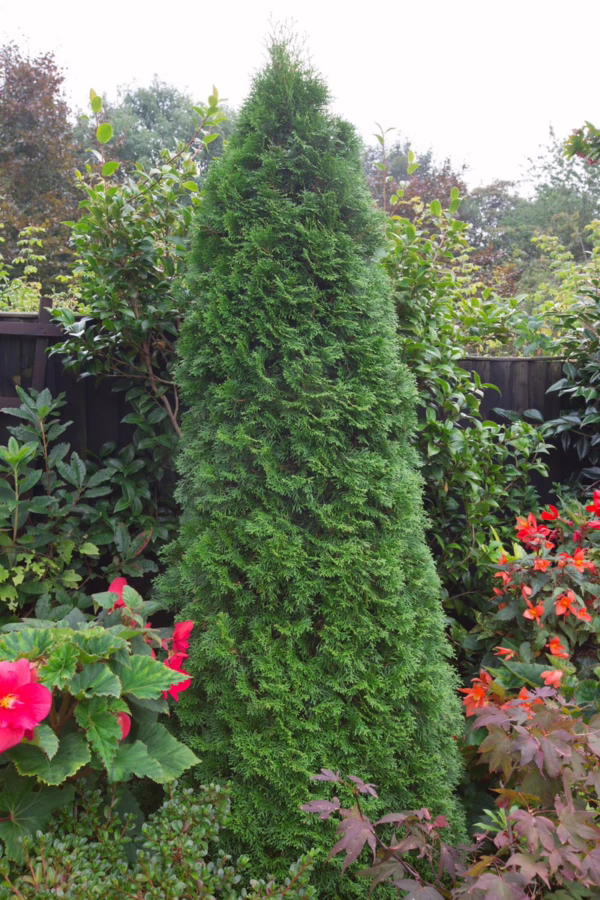 Thuja occidentalis ‘Smaragd’ (Northern White Cedar)