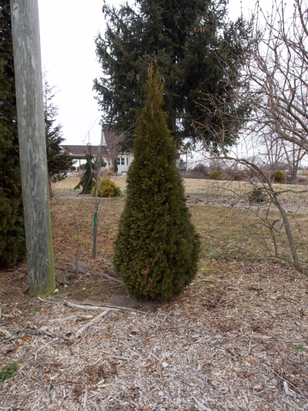 Thuja occidentalis ‘Smaragd’ (Northern White Cedar)
