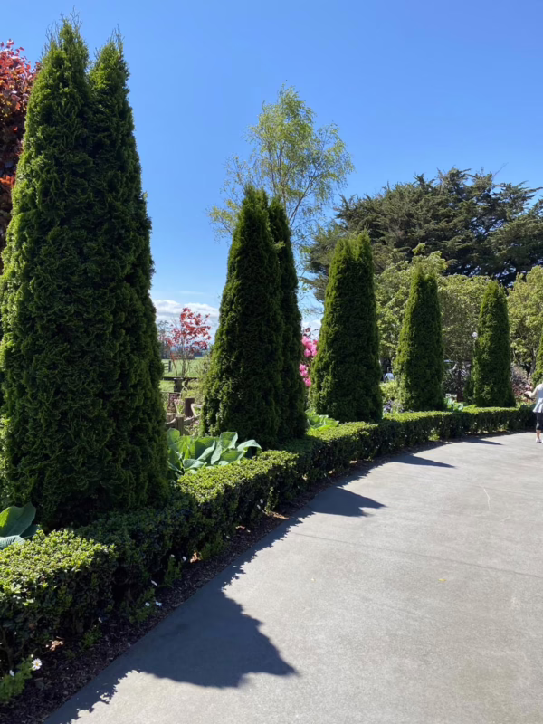 Thuja occidentalis ‘Smaragd’ (Northern White Cedar)