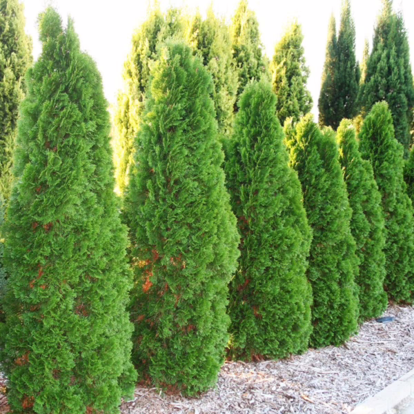 Thuja occidentalis ‘Smaragd’ (Northern White Cedar)