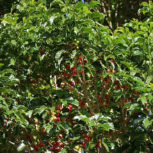 Vitex lucens (Pūriri) berries.