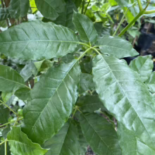 Vitex lucens (Pūriri) foliage.