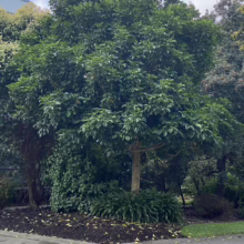Vitex lucens (Pūriri) by a street.