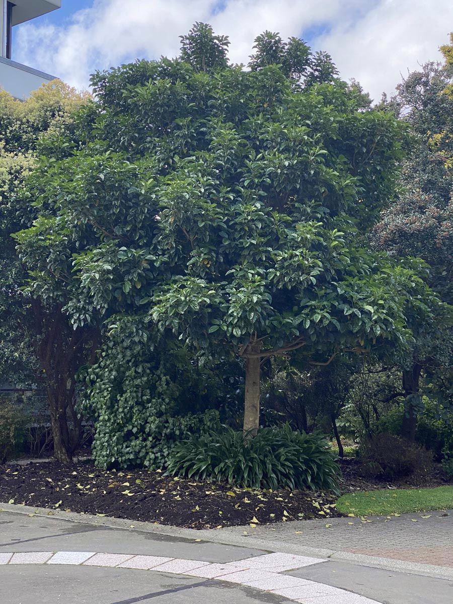Vitex lucens 4 Vitex lucens (Pūriri) by a street.