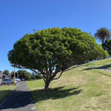 Vitex lucens (Pūriri) planted by a path.