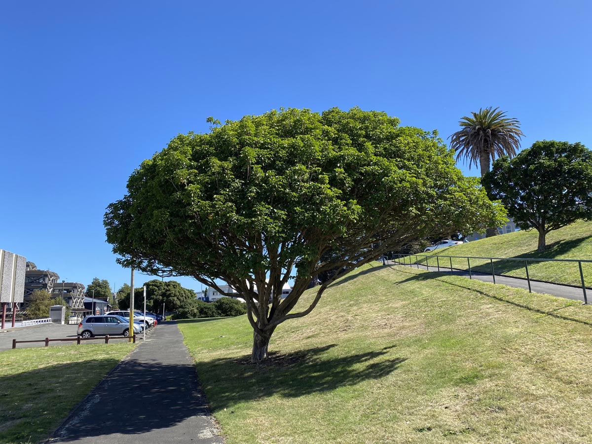 Vitex lucens 5 Vitex lucens (Pūriri) planted by a path.