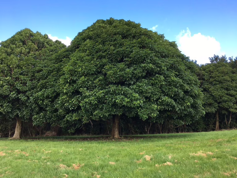 Vitex lucens (Pūriri) large tree.
